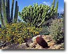 Cactus garden, Baja California