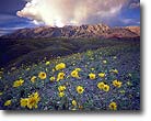 Wildflowers, Death Valley