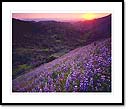California lupine, Los Padres National Forest, Santa Ynez mountains, CA
