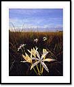 Swamp lilies, Everglades National Park, FL