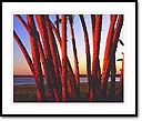 Glowing palms at sunset, Myakka Lake, Myakka River State Park, FL