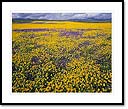 wildflowers, western Antelope Valley, CA
