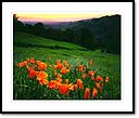 California poppies at sunset, Los Padres National Forest, Santa Ynez mountains, CA