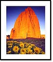 Mulesears in bloom, Temple of the Sun, Capitol Reef National Park, UT